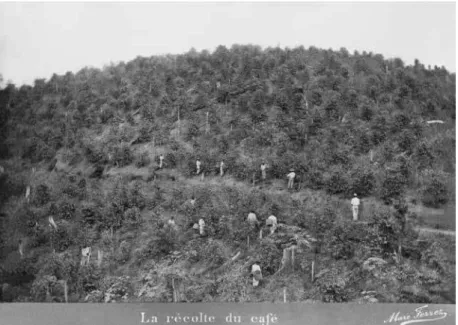 Figure 7 (theme 2) – Coffee harvest. Marc Ferrez, 1880s.  