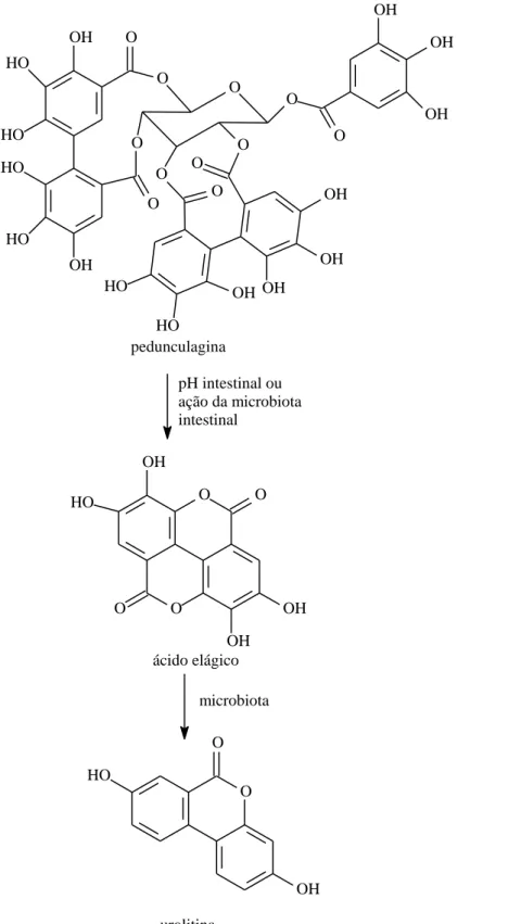 Figura  2.  Metabolismo  de  elagitaninos  e  ácido  elágico  no  trato  gastrointestinal  de  mamíferos