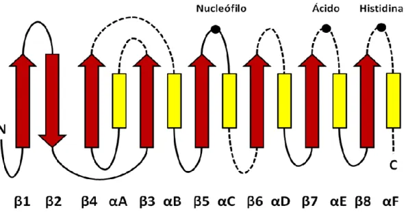 Figura 2.  Representação  esquemática  do  motivo  estrutural  conservado  em  enzimas  da  família    α/β  hidrolase,  tem  o  núcleo  central  formado  por  uma  folha  β  central,  consistindo  de  oito  diferentes  fitas  β  (β1-β8),  conectadas  com  