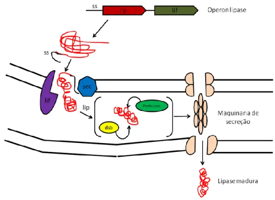 Figura 4.  Tipo II de secreção ou secreção mediata por secreton, o sistema Sec  está envolvido na translocação de proteínas através da membrana citoplasmática e na  inserção de proteínas integrais de membrana
