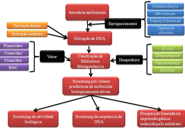 Figura  7:  Esquema  da  abordagem  metagenomica  com  estratégias  de  pesquisa  para acessar novos biocatalisadores (Adaptada de Xing et al., 2012)