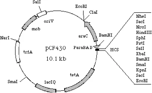 Figura 10.  Mapa  do  vetor  de  clonagem  pCF430  utilizado  na  construção  da  biblioteca  de  pequenos  insertos