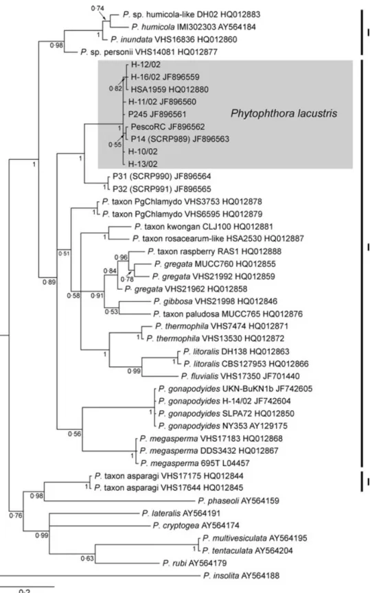 Figure 2 Bayesian inference tree based on sequences of the mitochondrial gene cox1 of isolates of Phytophthora in ITS Clade 6 and a range of Phytophthora species as out-groups