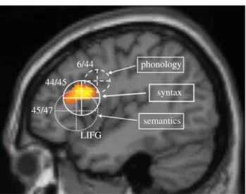 Figure 1. Left inferior frontal regions related to phonological, syntactic and semantic processing [9]