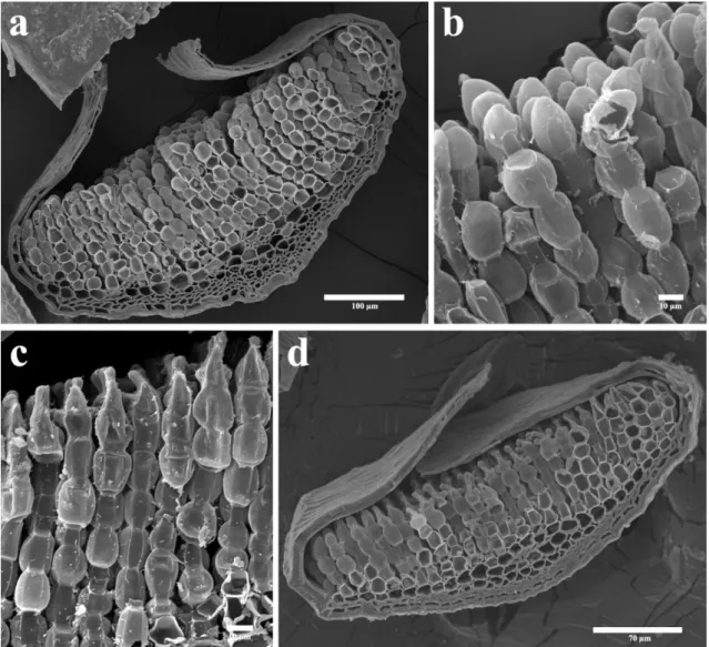 Figura 3. Fotomicrografia de Microscopia Eletrônica de Varredura. Secção transversal do filídio  (região  mediana do limbo) de Polytrichum piliferum Hedw