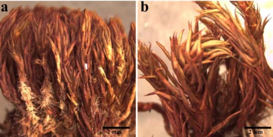 Figura  7.  Organização  dos  filídios  (secos).  a.  Polytrichum  strictum  (A43,  Antártica  -  Ilha Alexander)  b