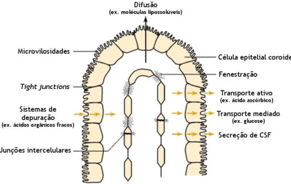 Figura  2  –  Barreira  sangue–líquido  cefalorraquidiano  (BCSFB).  As  células  epiteliais  do  plexo  coroide  (CP) presentes barreira BCSFB são mantidas coesas por tight junctions