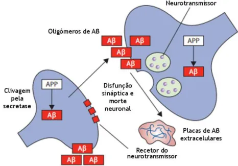 Figura 3 - Cascata amiloide. A proteína precursora amiloide (APP) é clivada pela secretase endógena  em  β-amiloide  acumulando-se  no  interior  das  células  neuronais  e  extracelularmente  sob  a  forma  de  placas