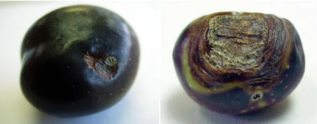Figure  2.  Symptoms  of  the  disease  on  olive  fruits  in  the  form  of  necrotic  spots  caused  by   B