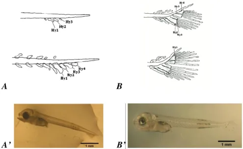 Figure  2:  Development  stages  of  the  caudal  complex  of  S.  aurata  larvae.  A