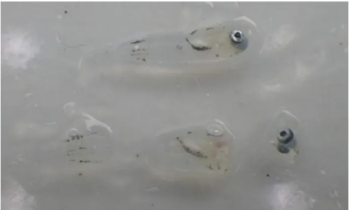 Figure  3:  34  DAH  larvae,  in  whole  body  (above)  and  sectioned  (below)  with  the  abdominal cavity in the middle section