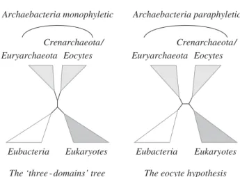 Figure 1. Two views of the tree of life. The root of the tree is often considered to be on the branch leading to the  eubac-teria (e.g