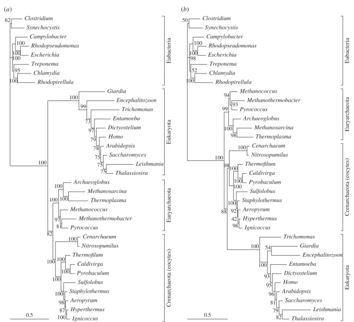 Figure 2. Bayesian analysis of combined SSU and LSU rRNA genes. In panel (a) the model is GTR þ G, separate in the two data partitions, with free partition rate
