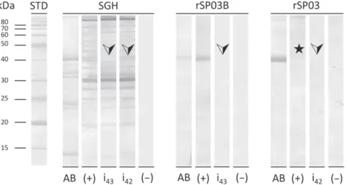 Fig. 2. Western blot analysis of salivary gland homogenate (SGH), rSP03B and rSP03 and inhibition test