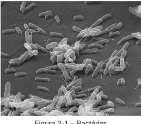 Figura 2-1 – Bactérias