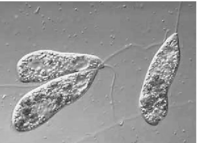 Figura 2-3 – Ovo de helminta Figura 2-2 – Protozoário patogénico