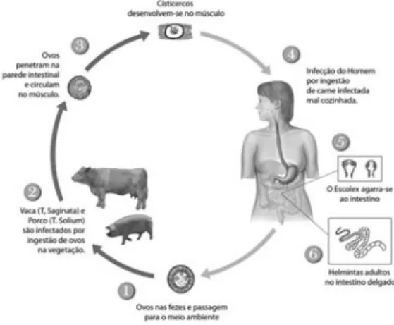 Figura 2-4 – Ciclo de vida da Taenia saginata