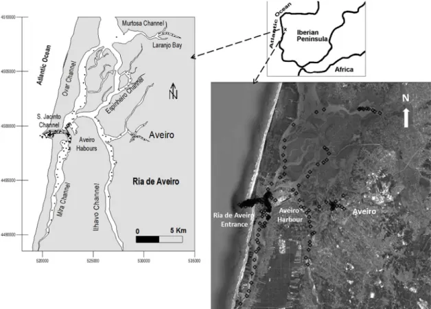 Fig. 1. – Ría de Aveiro: situación y sitios de muestreo.