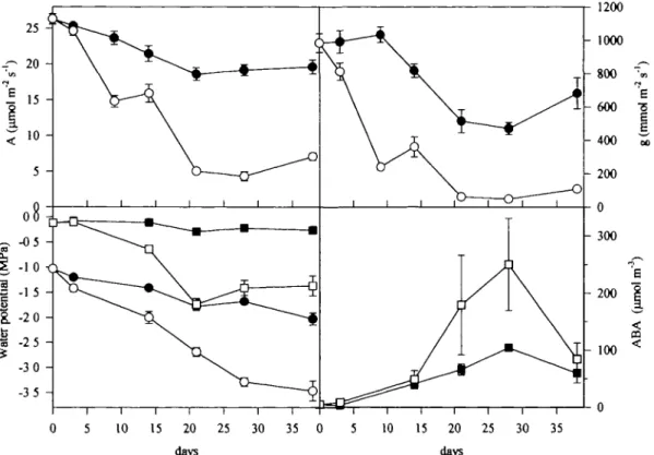 Fig. 3. Effects of soil drying on net CO 2  assimilation rate (A) stomatal conductance (g), determined at midday, leaf water potential determined at predawn (squares) or at midday (circles) and on predawn ABA concentration in xylem sap