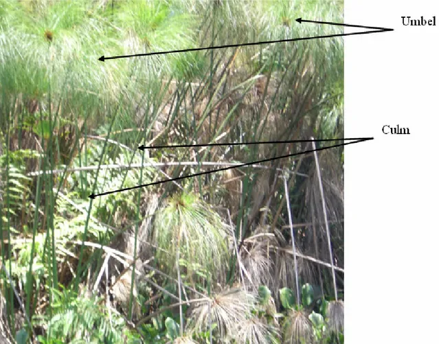 Figure 5. A photo of average-sized papyrus plants in Lake Victoria showing the above-ground plant  parts.