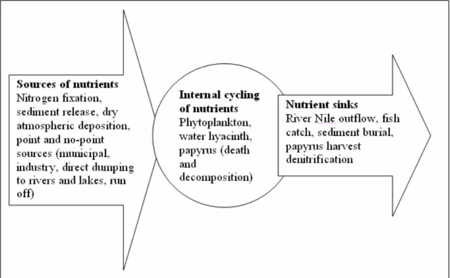 Figure 8. Wetlands – nutrients dynamics in a papyrus dominated ecosystem.