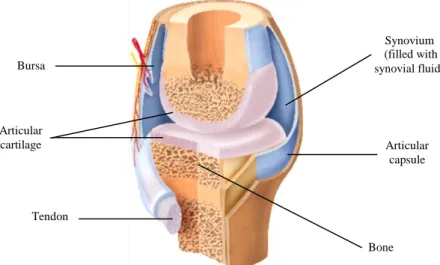 Figure 2.1- Structure of synovial joint  (Adapted from reference 67) .