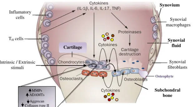 Figure 2.4- Joint intertwined pathways in the pathophysiology of OA  (Adapted from reference 104)