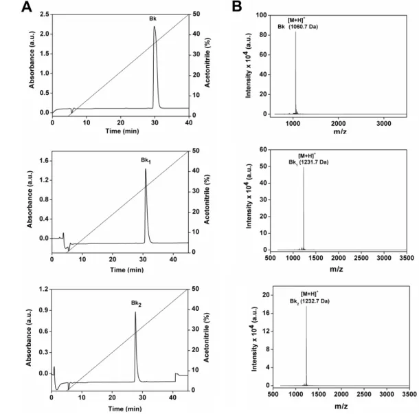 Figure 1. Purification of the synthetic peptides Bk, Bk 1  and Bk 2 . (A) Reverse-phase  chromatography C 18  Vydac 218 TP 510 column using a linear gradient (5%–95%) of  acetonitrile (ACN); (B) MALDI-TOF mass spectrometry analysis of synthetic peptides Bk