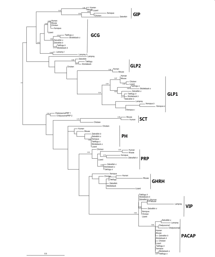 Figure 4 Evolutionary analysis of the chordate secretin family members. The maximum likelihood (ML) optimal tree topology is presented and  was constructed with Phyml 3.0 [99]