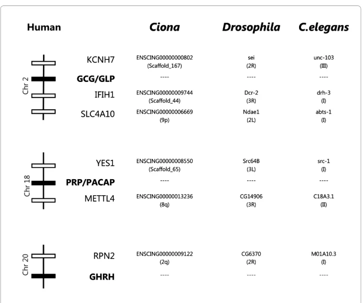 Figure 6 Comparisons of conserved flanking genes of human PRP/PACAP, GHRH and GCG/GLP with the putative homologue regions in  Ciona, Drosophila and C