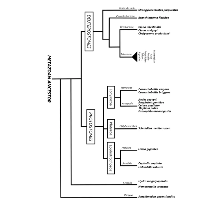 Figure 1 Phylogenetic position of the non-vertebrate genomes analysed. Simplified phylogeny of the metazoan evolution indicating the rela- rela-tive position of the early metazoa (Porifera and Cnidaria), protostome (Nematoda, Arthropoda, Platyhelminthes, M
