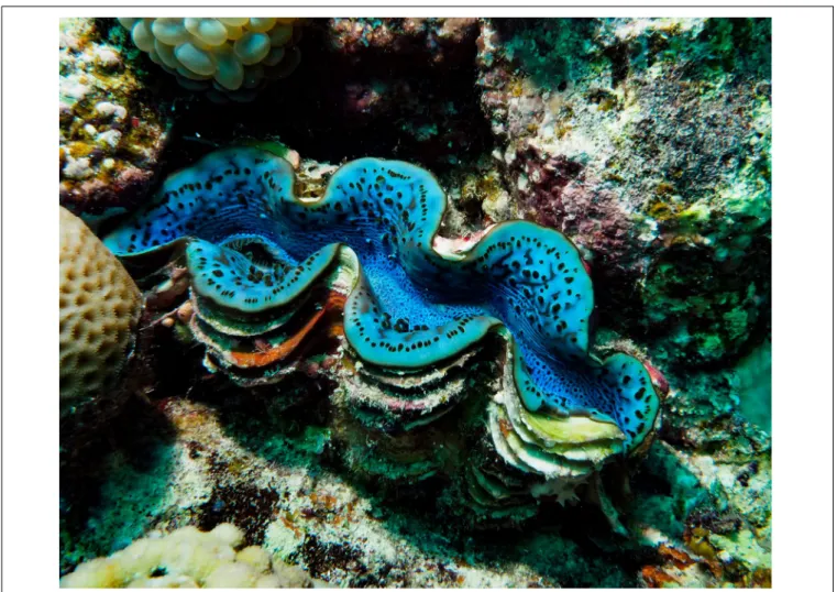 FIGURE 1 | Red Sea Tridacna maxima with its mantle exposed.