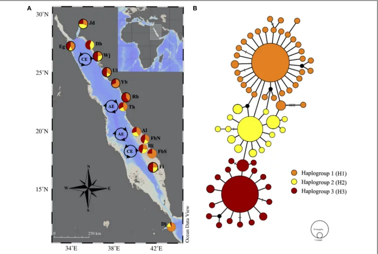 FIGURE 2 | (A) Locations of Tridacna maxima populations sampled in the Red Sea. Pie charts represent the proportion of the haplogroups (see network) per site.