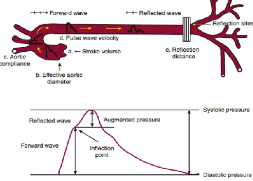 Figura 4 – Formação da onda de pulso e onda reflexa ao longo do sistema arterial e morfologia da onda  de pulso.(37)