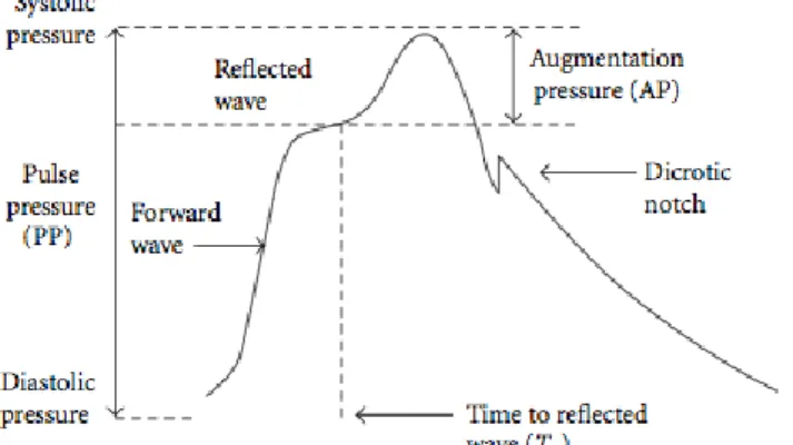 Figura  5  Morfologia  da  Onda  de  Pulso.  Relação  entre  pressão  de  pulso,  onda  refletida  e  índice  de  aumento.(28) 