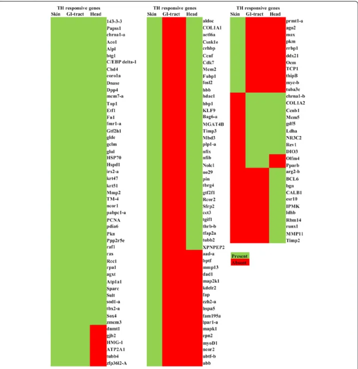 Fig. 2 Putative thyroid hormone (TH) responsive genes identified in the Atlantic halibut transcriptomes
