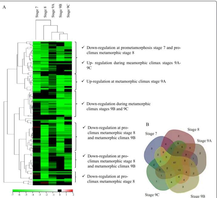 Fig. 4 Putative TH-responsive transcripts with differential expression between Atlantic halibut metamorphic stages and juveniles