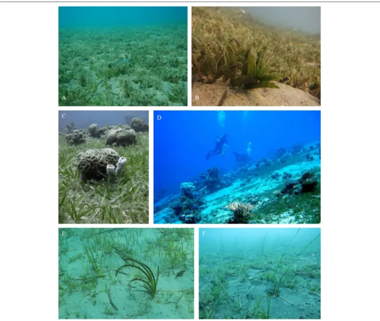 FIGURE 1 | General features of the tropical seagrass Halophila stipulacea. Shown are typical (A,B) shallow (3–6 m) and (C,D) deeper (20–50 m) meadows growing in the native habitat of the northern tip of the GoA (Eilat, Israel), where H