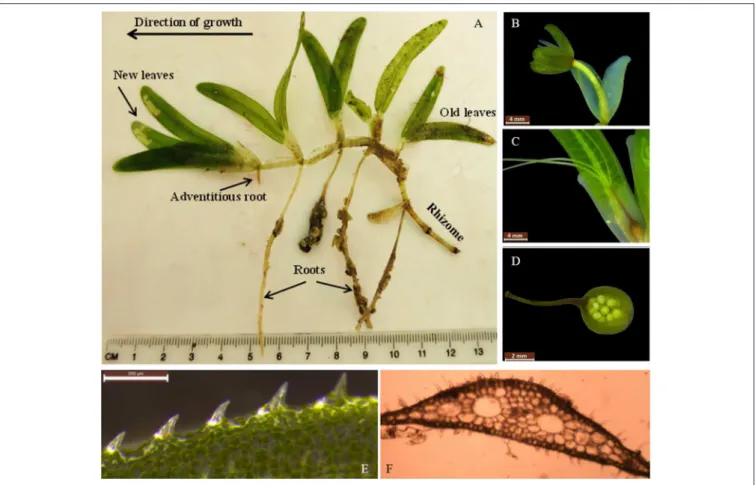 FIGURE 2 | Characteristic morphology of the tropical seagrass Halophila stipulacea. (A) Shown are rhizomes (smooth with long internodes and leaf scars at stem base), roots (covered by small hairs, could be sand-or gravel-binding), and shoots (each carrying