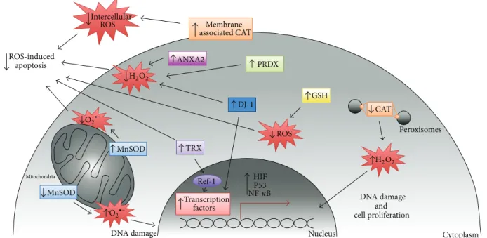 Figure 3: Antioxidant systems in cancer. Cancer cells undergo REDOX adaptation to survive and proliferate in an environment with increasing oxidative stress