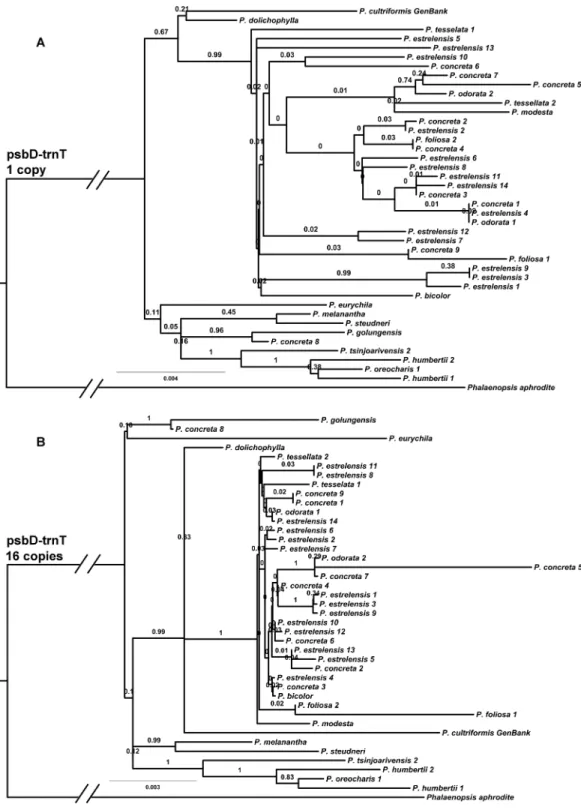 Figure 2 Phylogeny of the psbD-trnT region estimated using Bayesian analysis and rooted using P
