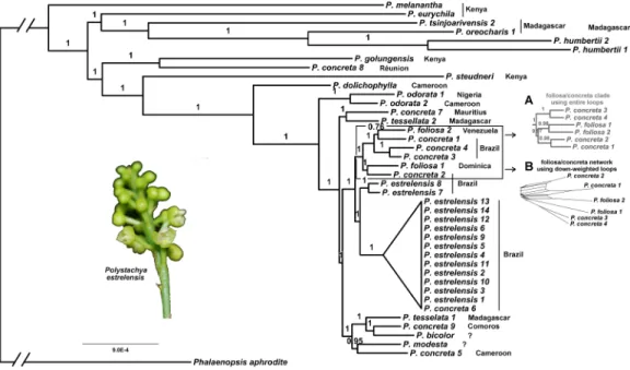 Figure 3 Plastid phylogeny from Bayesian analysis rooted using P. aphrodite. Posterior probabilities are show above branches