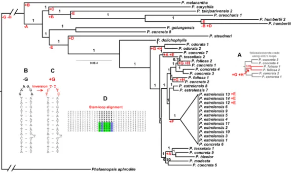 Figure 4 Parsimonious gains and losses of non-coding loop inversions in Polystachya relative to the outgroup sequence, P