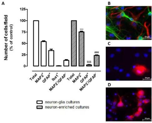 Figure 3: Characterization of neuron-glia cortical cultures and neuron-enriched cortical cultures