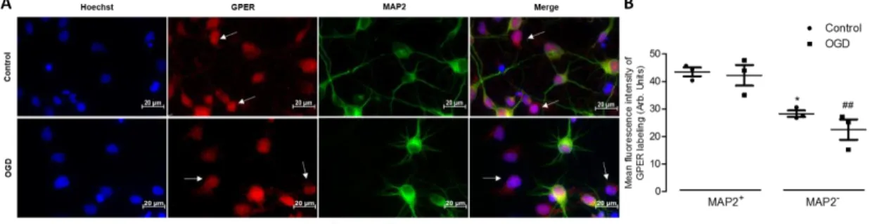 Figure  7:  GPER  staining  in  neurons  and  non-neuronal  cells  under  control  and  ischemic  conditions