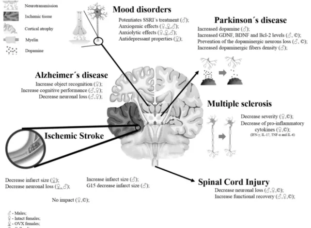 Figure 2: Effects induced by GPER selective activation on brain disorders.