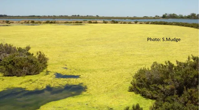 Figure 2-3: Algal bloom in area or restricted exchange. 