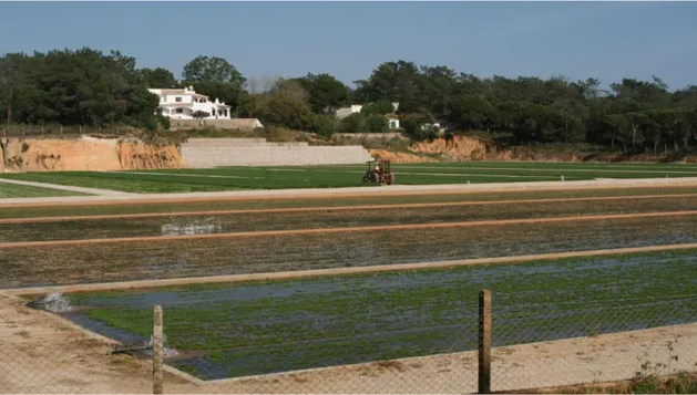 Figure 4-2: The Vitacress intensive agriculture in the Ria Formosa (Photo: B. Fragoso)