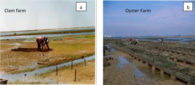 Figure 4-6: Aquaculture in the Ria Formosa (Photo: Ana Manijua). 