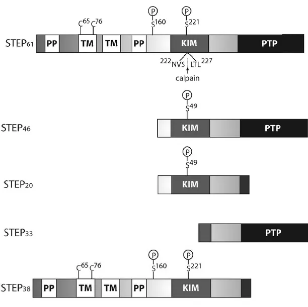 Figure 1. Representative scheme of STEP isoforms. The four main STEP variants are, STEP 61 , STEP 46 ,  STEP 38  and STEP 20 